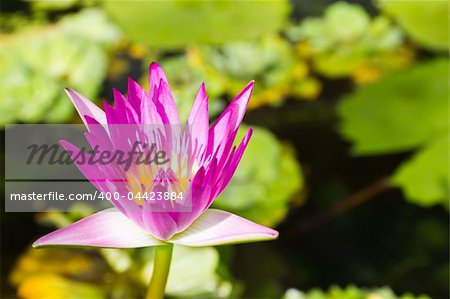 A blooming lotus flower in the garden