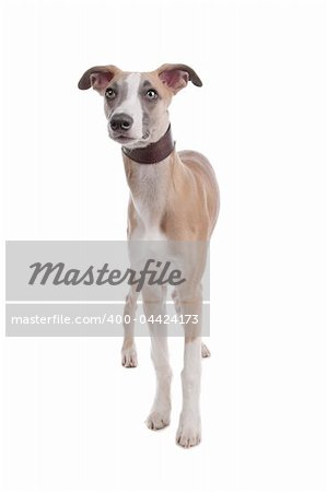 Whippet puppy dog in front of a white background