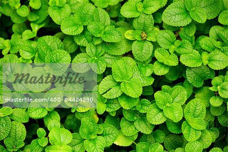 Green leaves background