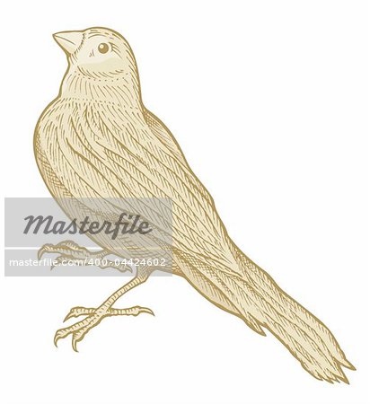 Bird sketch made with pen and ink isolated on white background colored with beige tones.