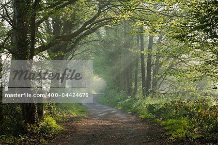 English Countryside track in early morning sunlight