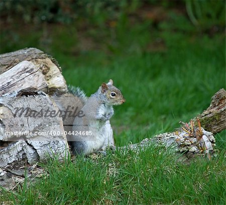 Grey Squirrel on Log Pile