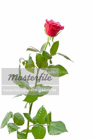 Beautiful red rose, photo on the white background