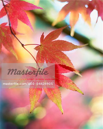 Feuillage d'automne de l'érable du Japon, Westonbirt Arboretum, Gloucestershire, Angleterre