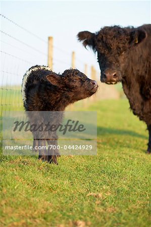 Marken-Galloway Kalb mit Mutter, Cotswolds, Gloucestershire, England, Vereinigtes Königreich