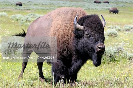 Bison stands firm with menacing demeanor, Yellowstone National Park, Wyoming