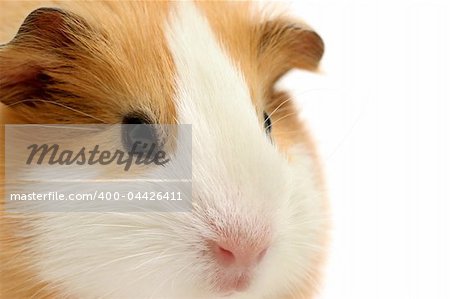 guinea pig - closeup shot over white