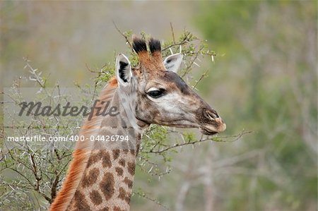 Close-up portrait of a giraffe (Giraffa camelopardalis), Kruger National Park, South Africa