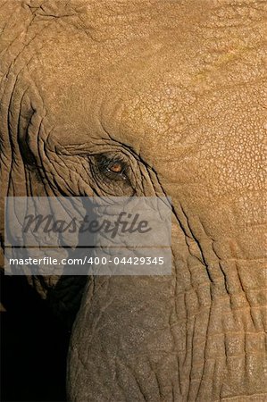 Close-up view of the eye of an old, male African elephant (Loxodonta africana)