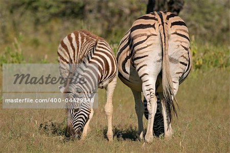 Plains (Burchell?s) Zebra (Equus quagga) mare with foal, Etosha National Park, Namibia