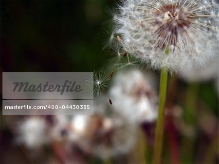 Dandelion seeds gone with th wind