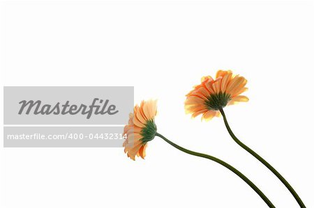 gerber; daisy; flower; yellow; macro; closeup; close; up; detail; details; petals; isolated; over; white; background; garden; gardening; nature; beauty; beautiful; colors; spring; summer; sunshine; pretty; botany; botanical; rain; water; drops; droplets; wet; leaf; love; sunny; sun; blur; copyspace; three