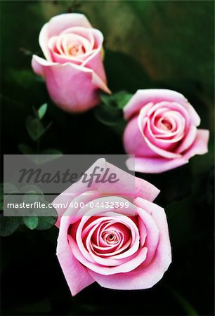 Gorgeous pink roses for a special day