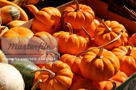 Basket of Holiday Pumpkins