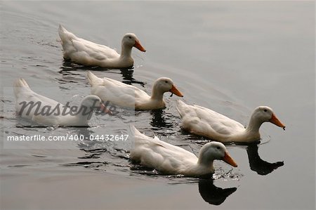 White Ducks Swimming in Formation in Pond