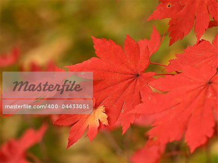 autumn maple leaves macro