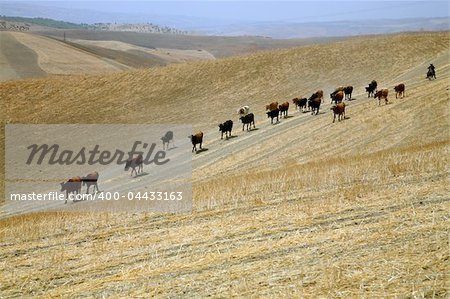 Fields and mountain in the region of Meknes in Morocco