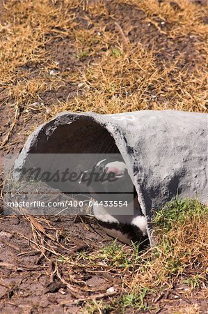 Jackass Penguin (Demersus Spheniscus) from Stoney Point colony in South Africa. The penguin is lying in his man-made hide.