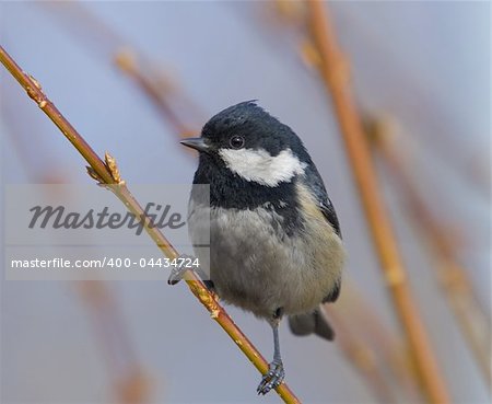 Coal tit sitting and resting on the bush branch