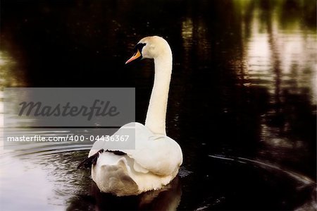 delicate swan swimming in the lake