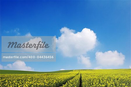 Golden fields and a bright blue sky.