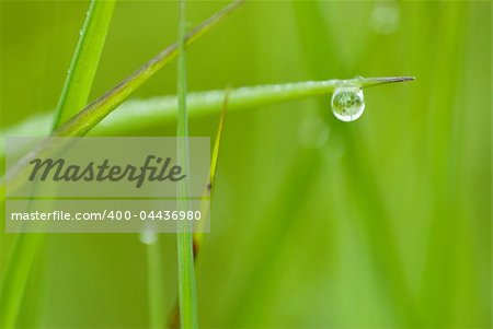 green grass with waterdrop and shallow depth of field