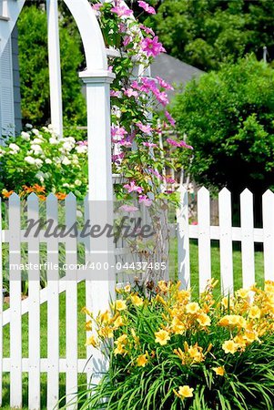 White picket fence and pink clematis at country house