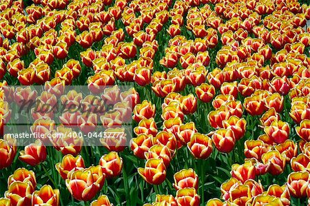 Multi colored tulip fields on a bright summer day