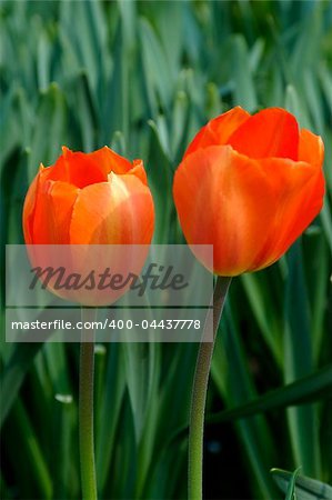 Two tulips against a green background