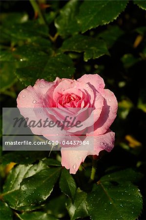 Solitary garden pink rose on a bright sunny day