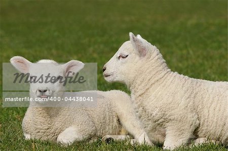Twin white lambs sitting next to each other in a field in Spring, one lamb is poking its tongue out.