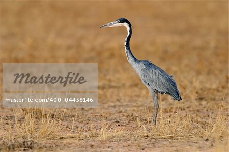 Black-headed heron (Ardea melanocephala) hunting, Kalahari, South Africa