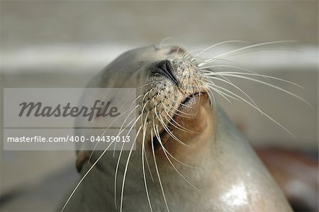 A California Sea Lion playfully shows it's nose to the photographer.