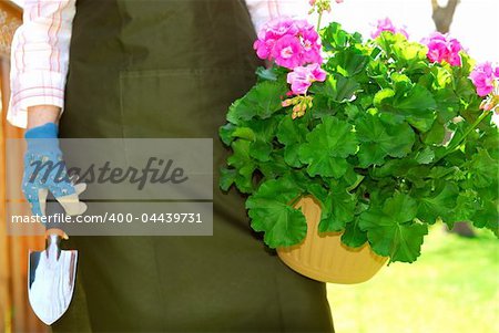 Woman in gardening apron carrying pot with geraniums