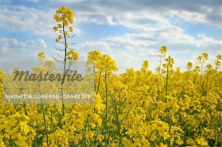 Canola background. It is a perfect background for your design