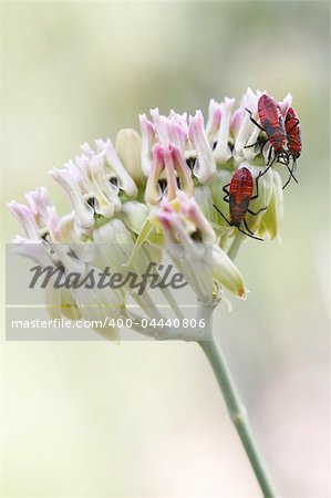 Red beatles crawling on flowers. Great macro shot and lots of detail on the bugs.