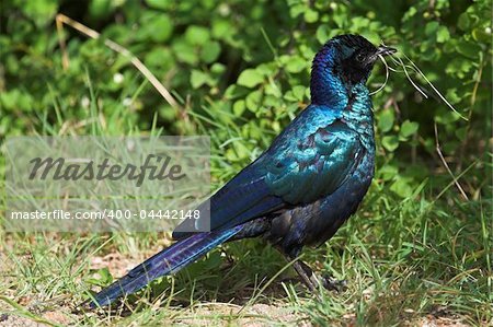 Glossy Starling collecting nesting material