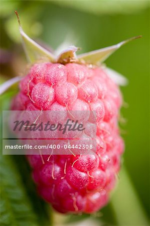 Raspberry