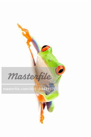 frog on white - a red-eyed tree frog (agalychnis callidryas) clinging to the side of a round, glossy white surface. 5D full frame, close up isolated on white with limited dof