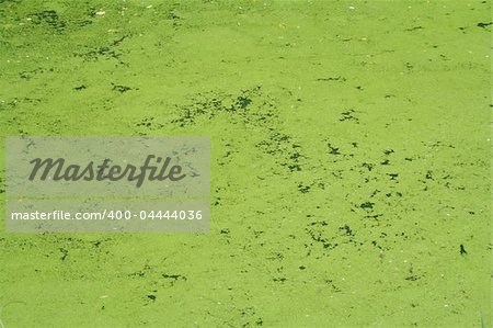 A green swampy area of a lake