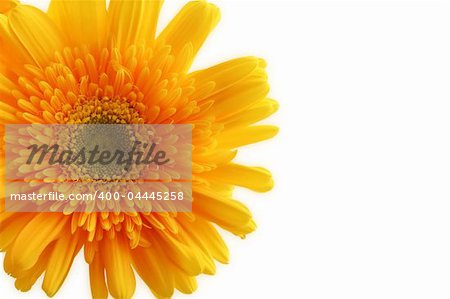 Bright Orange Gerber on a white background. Close-up