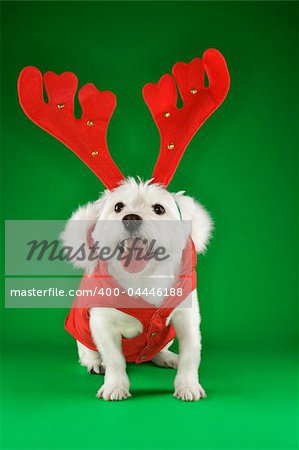 White terrier dog dressed in red coat wearing antlers.