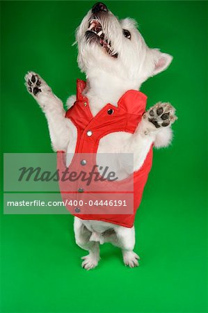 White terrier dog dressed in red coat standing on back legs.