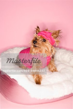 Yorkshire Terrier dog wearing pink outfit on pink dog bed.