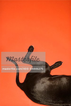 Black dog hind quarters lying down on orange background.
