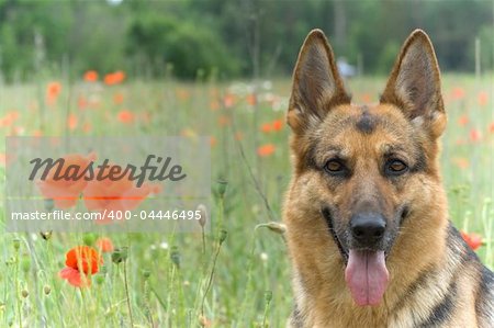 Germany sheepdog portrait wiht poppy flowers