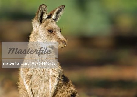 an image of an small eastern grey kangaroo in the wild