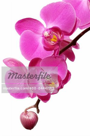 orchid isolated on white background