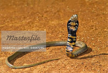 Spitting cobra ready to attack in Kalahari Desert, nature series.