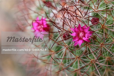 Delicate pink flower among a cactus sharp spines